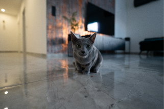 Ein renoviertes Wohnzimmer mit einer Katze